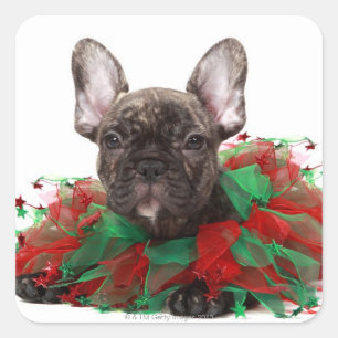Adesivo Quadrado Buldogue francês que veste o colar do Natal