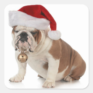 Adesivo Quadrado Buldogue Inglês Vestindo Santa Hat