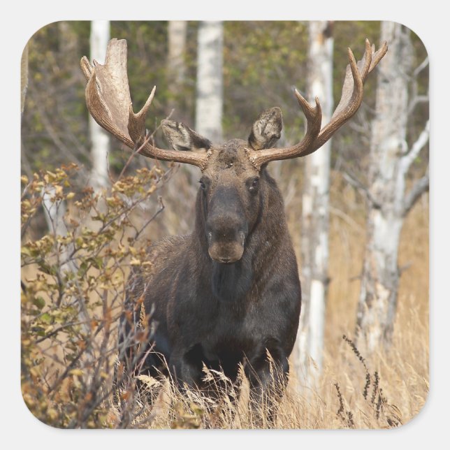 Adesivo Quadrado Bull Moose Impressionante (Frente)