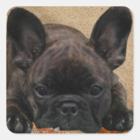 Bulldog francês autocolante