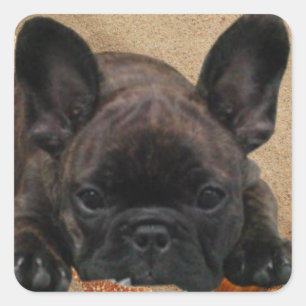 Adesivo Quadrado Bulldog francês autocolante