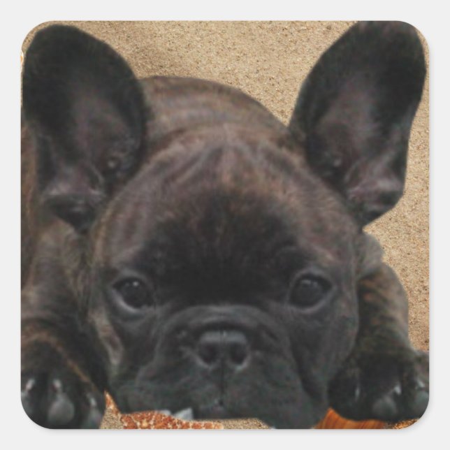 Adesivo Quadrado Bulldog francês autocolante (Frente)