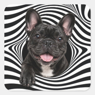 Adesivo Quadrado Bulldog Francês em Buraco Listrado Abstrato