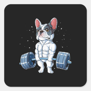 Adesivo Quadrado Bulldog Francês Levantando Engraçado Giro-Morro