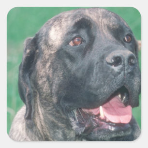 Adesivo Quadrado Bullmastiff rajado
