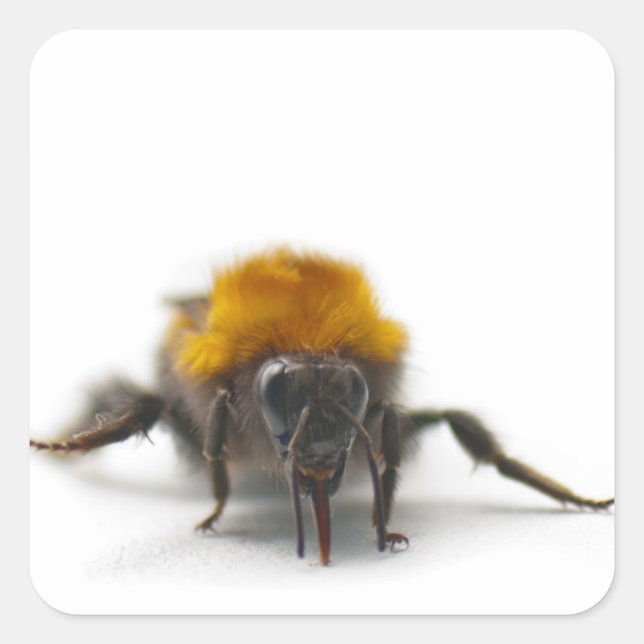 Adesivo Quadrado Bumblebee (Frente)