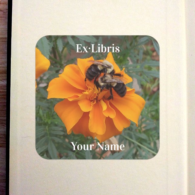 Adesivo Quadrado Bumblebees on Marigold Bookplate (Bumblebees on Marigold Bookplate in Old Book)