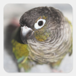 Adesivo Quadrado Burbel