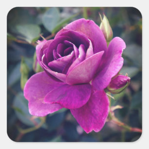 Adesivo Quadrado Burgundy Iceberg Rosa nº 2-2