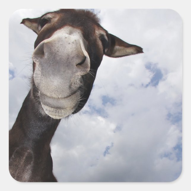 Adesivo Quadrado burro divertido (Frente)