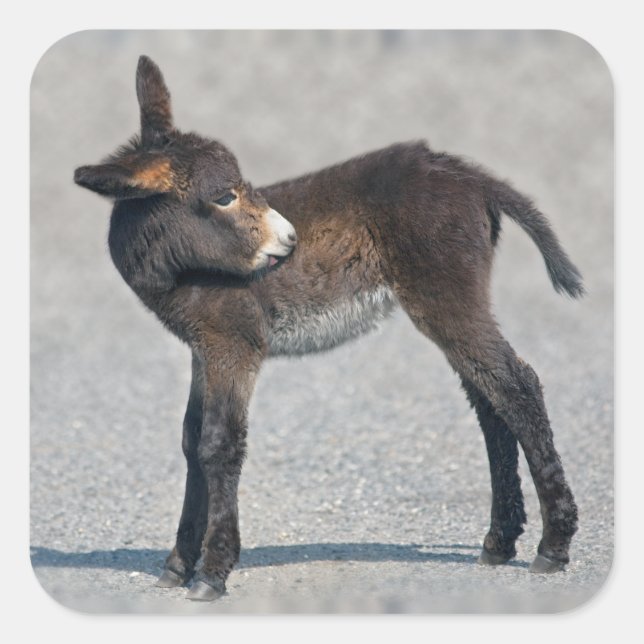 Adesivo Quadrado Burro Sticker (Frente)