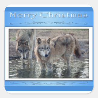 Adesivo Quadrado c-2011-cinza-lobo-006