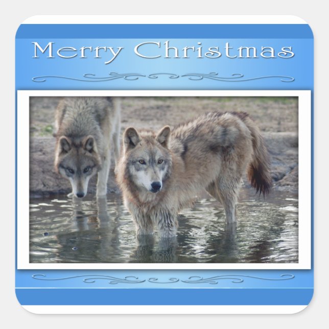 Adesivo Quadrado c-2011-cinza-lobo-006 (Frente)