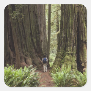 Adesivo Quadrado CA, Jedediah Smith Redwoods State Park,