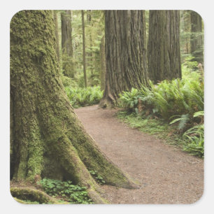 Adesivo Quadrado CA, Jedediah Smith State Park, Simpson-Reed
