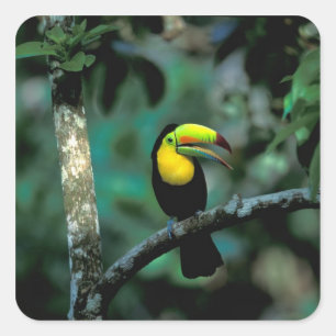 Adesivo Quadrado CA, Panamá, NP Soberania, Tucano Pico Canoa
