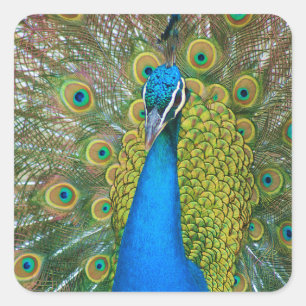 Adesivo Quadrado Cabeça Azul de Peacock com Penas Coloridas das Ca