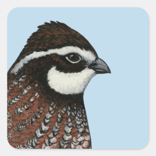 Adesivo Quadrado Cabeça de Codorna Bobwhite