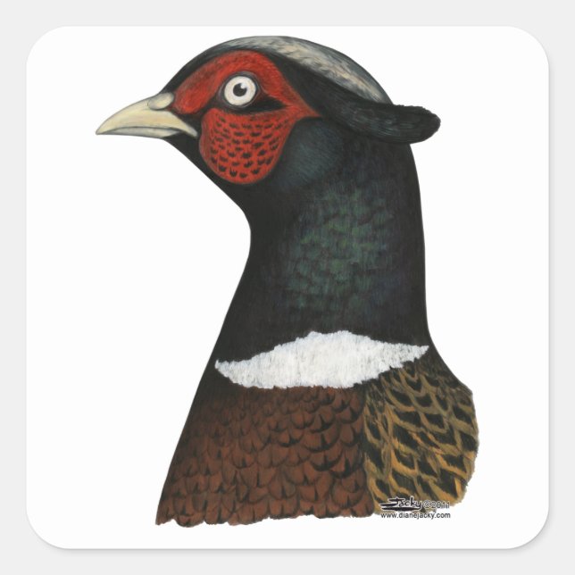 Adesivo Quadrado Cabeça de Faisão de Ringneck (Frente)