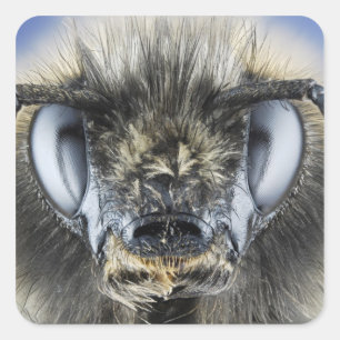 Adesivo Quadrado Cabeça do zangão