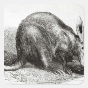 Adesivo Quadrado Cabo Ant-Eater