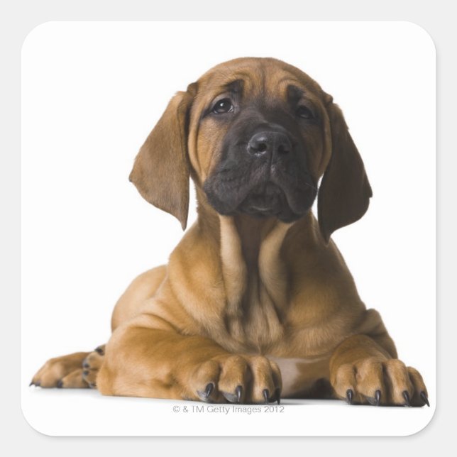 Adesivo Quadrado Cachorro (Frente)