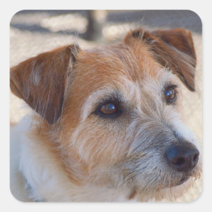 Adesivo Quadrado Cachorro bonito