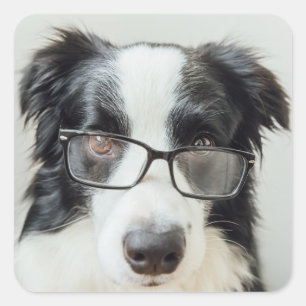 Adesivo Quadrado Cachorro Bonito Amante da Border Collie Preto e Br