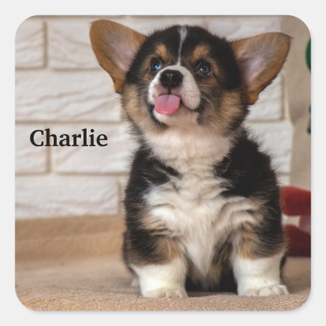 Adesivo Quadrado Cachorro Cachorro Cachorro Pembroke Welsh Corgi (Frente)