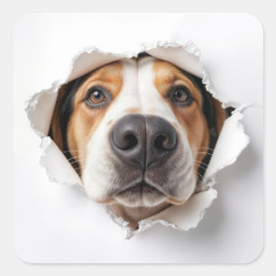 Adesivo Quadrado Cachorro Cachorro Pionando Pelo Buraco De Papel To