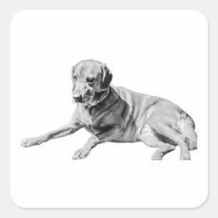 Adesivo Quadrado Cachorro, Calma