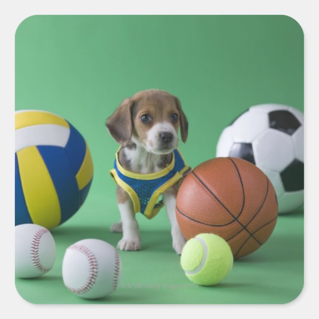 Adesivo Quadrado Cachorro cercado por bolas esportivas (Frente)