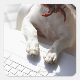 Adesivo Quadrado Cachorro colocando as mãos no laptop