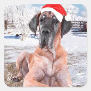 Adesivo Quadrado Cachorro Cute Great Dane Sentado Na Neve Chapéu de