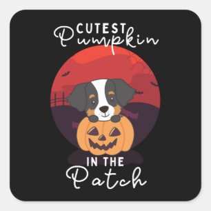Adesivo Quadrado Cachorro Da Montanha Bernese Pumpkin Mais Corajoso