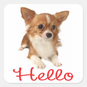 Adesivo Quadrado Cachorro de Estimação Chihuahua de Cabelo Longo Ol