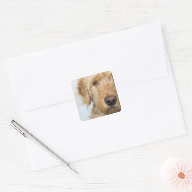 Adesivo Quadrado Cachorro de Goldendoodle (Envelope)