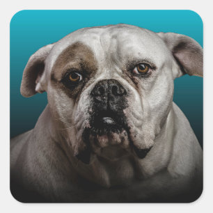 Adesivo Quadrado Cachorro Escuro com Gradação Preta Azul