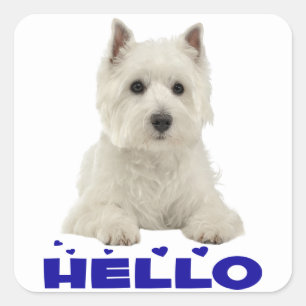 Adesivo Quadrado Cachorro Filhote Branco Terrier Highland Ocidental