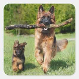 Adesivo Quadrado Cachorro fluffy German shepherd e Puppy de cabelo 