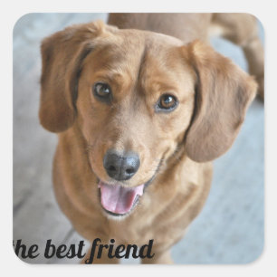 Adesivo Quadrado Cachorro Gelado