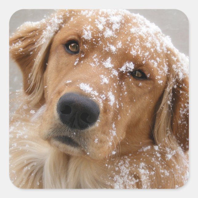 Adesivo Quadrado Cachorro Infantil (Frente)