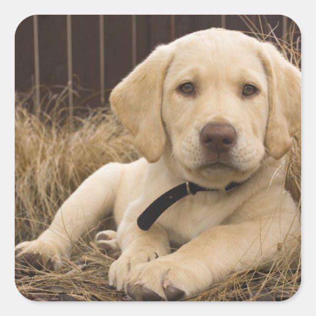 Adesivo Quadrado cachorro Labrador Retriever (Frente)