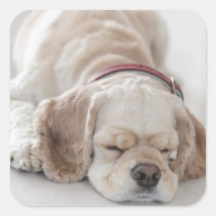 Adesivo Quadrado Cachorro-macaco dormindo