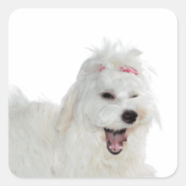 Adesivo Quadrado Cachorro Maltês Cachorro