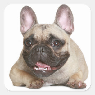 Adesivo Quadrado Cachorro Marrom / Cachorro Negro