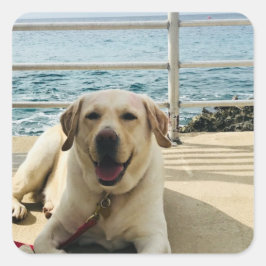 Adesivo Quadrado "Cachorro na Boca" Labrador Dog Photo Sticker