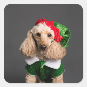 Adesivo Quadrado Cachorro na Figurina de Elf