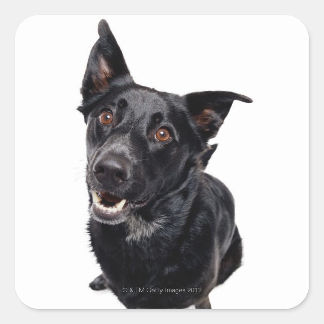 Adesivo Quadrado Cachorro Negro (Frente)