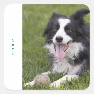 Adesivo Quadrado Cachorro Preto e Branco Border Collie Amor
